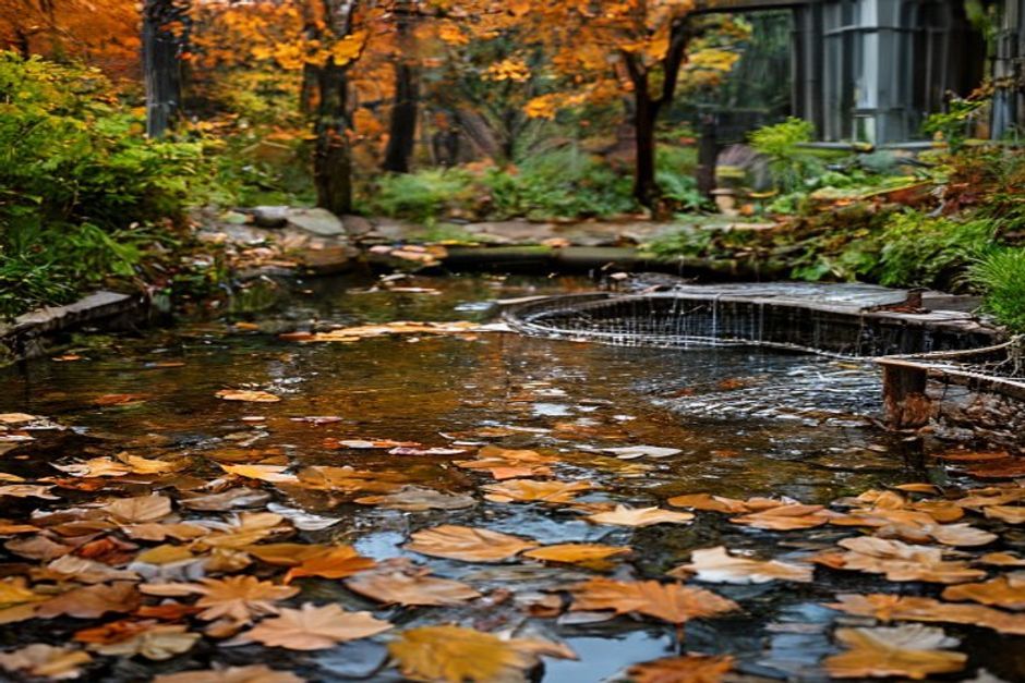 Őszi takarítás a természetes tónál - lehullott levelek eltávolítása