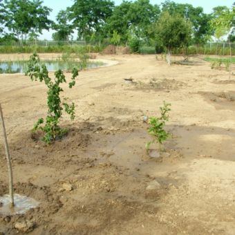 Grădină acvatică amenajată