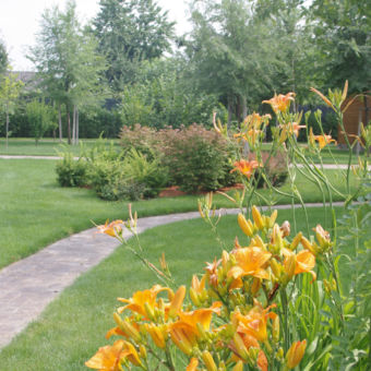 Iaz natural cu vegetație