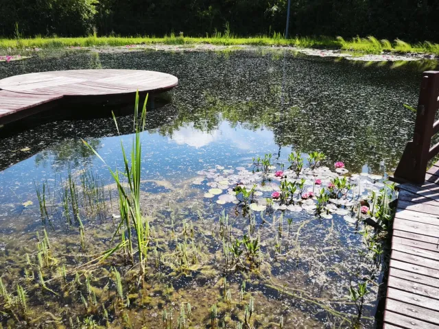 Iaz ornamental — Carei — 1