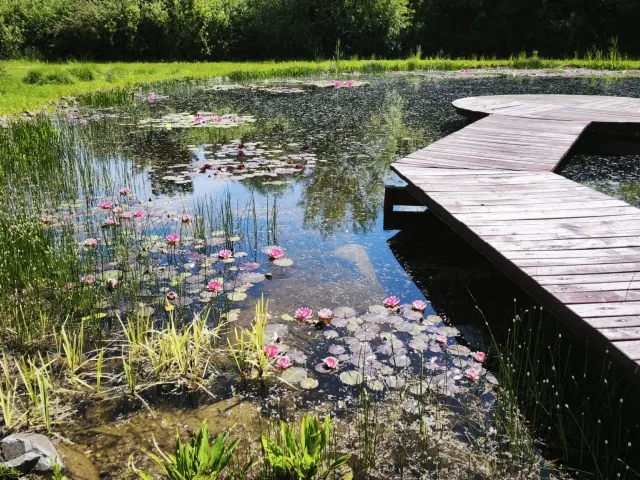 Iaz ornamental — Carei — 2