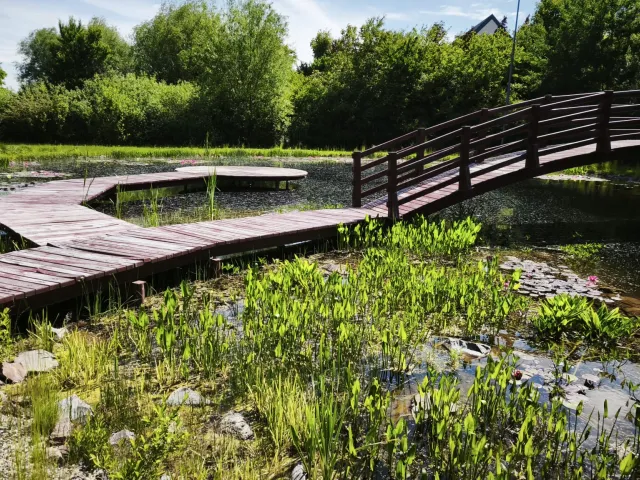 Iaz ornamental — Carei — 3