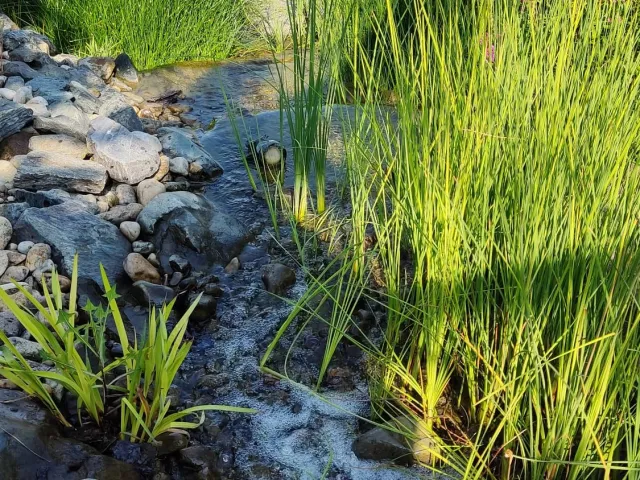 Iaz ornamental cu pârâu și cascade — Oradea — 4