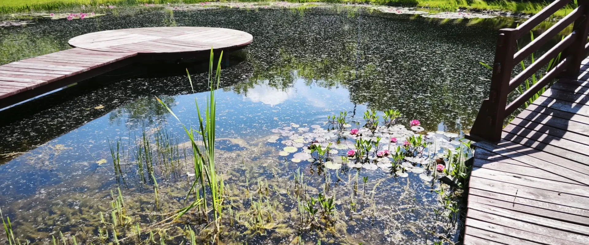 Iaz ornamental — Carei — 1